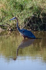 Grey Heron