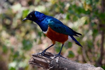 Superb Starling on log