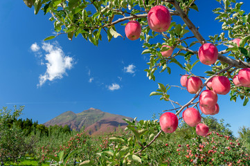 【青森県弘前市りんご】岩木山麓津軽の秋、りんご園は収穫中