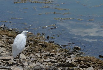 Héron garde-bœufs.  Cattle Egret. (Bubulcus ibis)