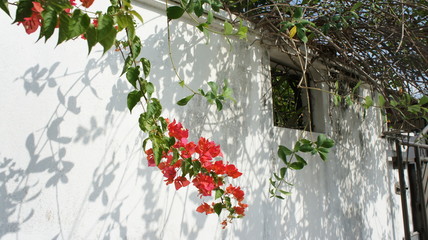 flowers on the wall