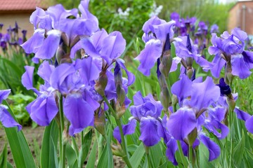 Purple irises among the lush green leaves and stems