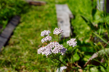 Wild medical plant yarrow with white flowers grows in the garden area on the background of green grass in the summer.