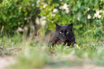 Naklejka na ściany i meble Black stray cat lying on the grass.