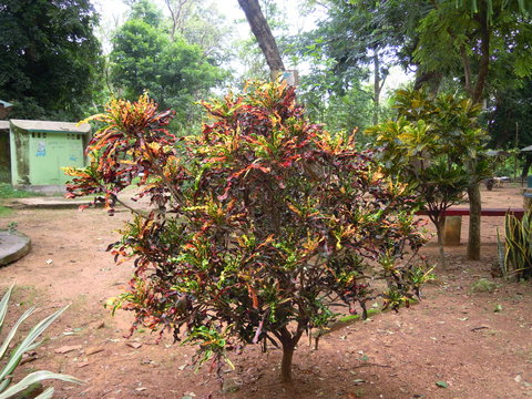 The plants and trees with different types of leaves and the color of the leaves are also different in stead of green