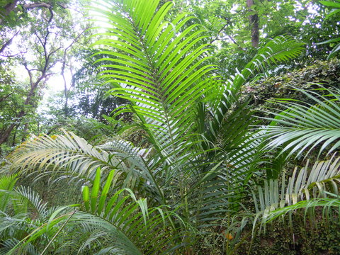 The plants and trees with different types of leaves and the color of the leaves are also different in stead of green