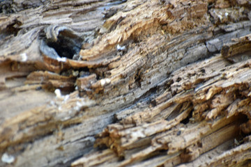 Dead Wood