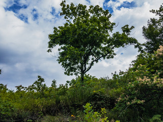 Obraz premium Young green oak against a blue cloudy sky.