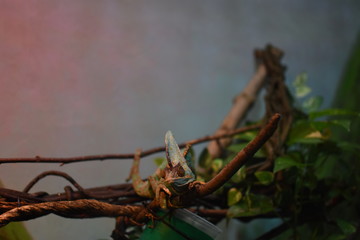 chameleon in tree