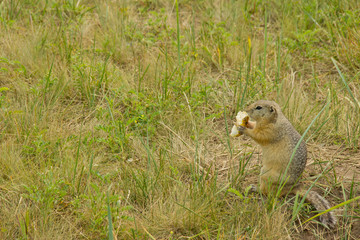 Naklejka na ściany i meble gopher holds a large piece of food in his paws