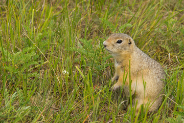 Naklejka na ściany i meble The gopher in the wild nature. The gophers climbed out of the hole on the lawn , the furry cute gophers sitting on a green meadow in sunny day.