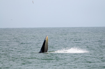 Bryde's whale feeding in Petchburi , Thailand