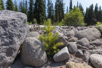 Single cedar sapling in desert