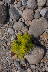 Single cedar sapling in desert