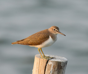 Common sandpiper (Actitis hypoleucos) Standing on a wooden