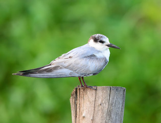 Common Tern (Sterna hirundo)