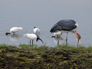Fototapeta premium Greater Adjutant Stork - Leptoptilop Dubius