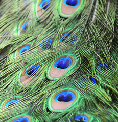 Closeup of colorful peacock feathers closeup, Focus on the details