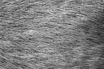 genuine leather skin of deer closeup side and breast profile