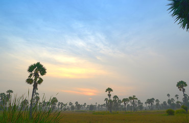 Obraz na płótnie Canvas Sugar palm (toddy palm) sunrise background