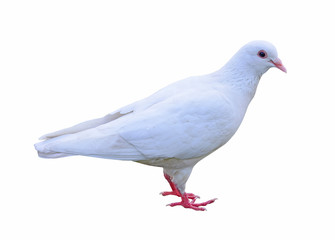 white dove, Pigeon isolated on a white background