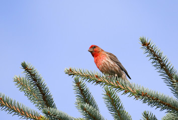 red house finch standing on pine tree branch