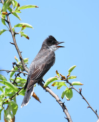 eastern kingbird standing on tree branch