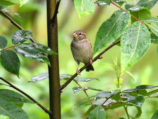 bird standing on the tree branch in the rain