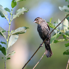 red wing blackbird on the tree branch
