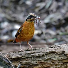 Eared Pitta Bird