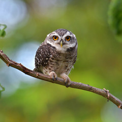 Spotted Owlet Bird