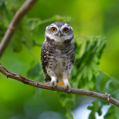 Spotted Owlet Bird