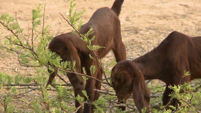 A close up shot of two lamb eating a shrub