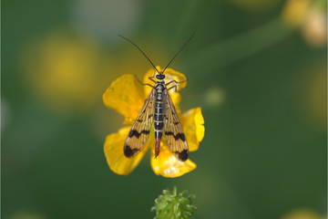 Skorpionsfliege auf Blume