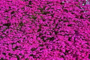 Fototapeta premium 満開のピンクの芝桜