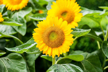 Fototapeta premium Sunflower natural background. Close-up of sunflower.