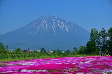 羊蹄山と満開の芝桜のコラボ情景＠北海道