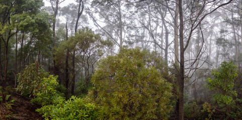 Misty Forest Panorama