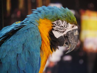 Close up, side view of the head of a colorful parrot  