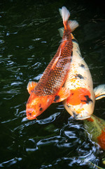 Close up of Koi fish swimming in pond