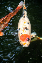 Close up of Koi fish swimming in pond