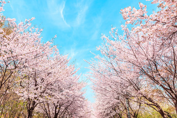 Obraz na płótnie Canvas Beautiful cherry blossom in springtime over blue sky.