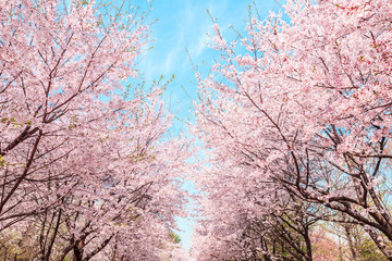 Obraz na płótnie Canvas Beautiful cherry blossom in springtime over blue sky.