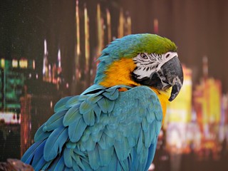 Medium wide side view shot of a colorful parrot