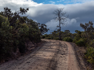 Fototapeta na wymiar Dirt Road with Lonely Bare Tree and Moody Sky