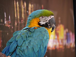Medium close up, side view of a colorful parrot