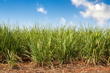 Fototapeta na wymiar sugar cane plantation with blue sky in the background