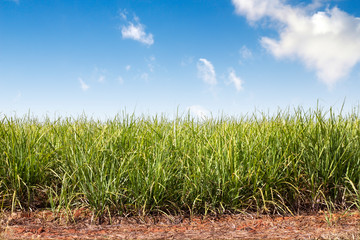 sugar cane plantation with blue sky in the background
