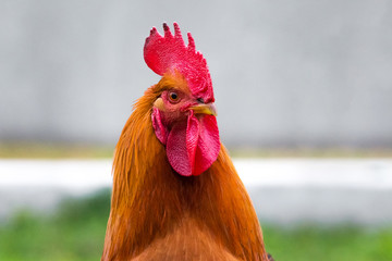 Portrait of a cock with a proud look. Poultry_