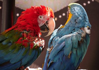 Close up back view of two colorful parrots